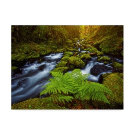 Darren White Photography 'Gorton Creek Fern' Canvas Art,18x24 -  TRADEMARK FINE ART, ALI46527-C1824GG